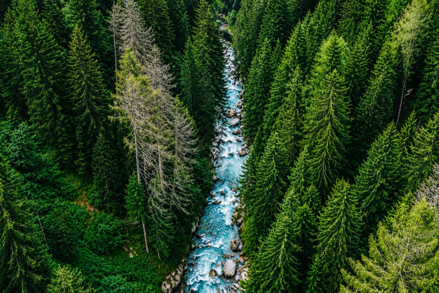 Moisei mountains panorama forest